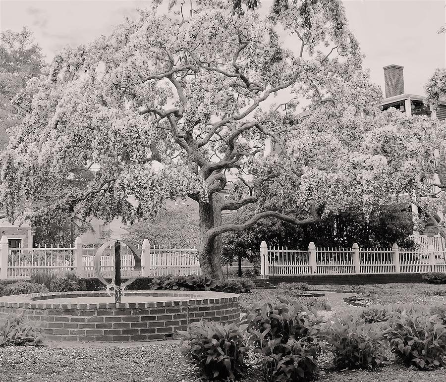 - Prescott Park Spring Tree  4 - black and white - Portsmouth NH Photograph by THERESA Nye