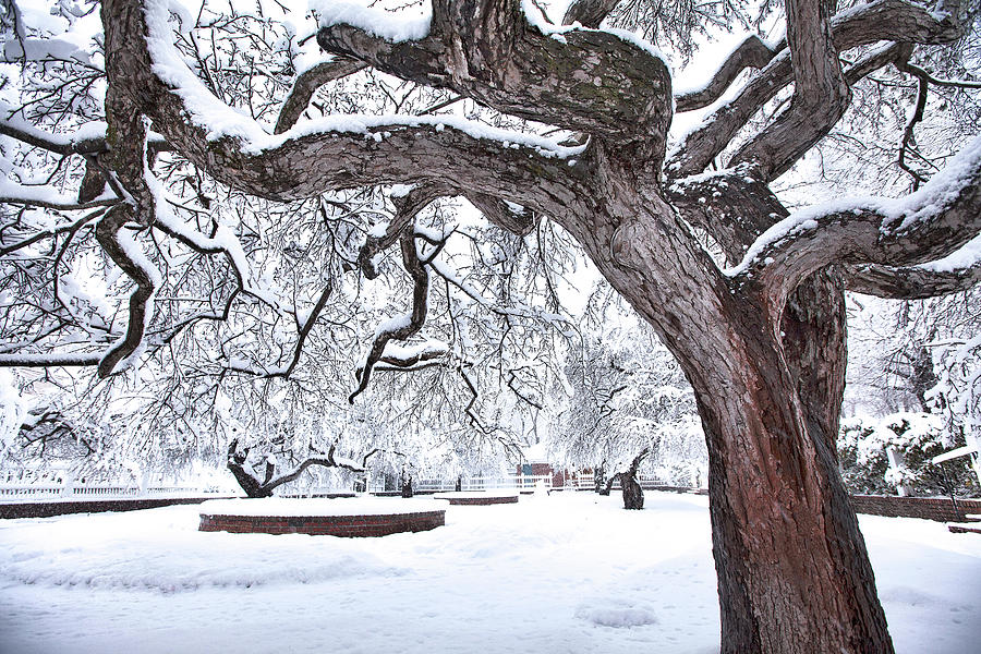 Prescott Park Winter Garden Photograph by Eric Gendron
