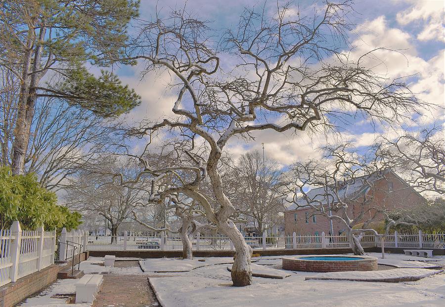 - Prescott Park Winter Trees - Portsmouth NH Photograph by THERESA Nye