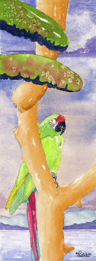 Prescott Parrot Painting by Richard Stedman