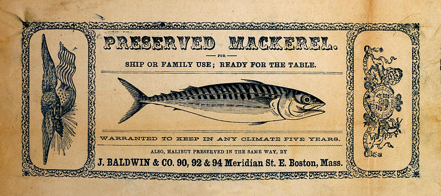 Preserved Mackerel Mixed Media by Richard Reeve
