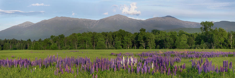 Presidential Lupine Panorama Photograph by White Mountain Images