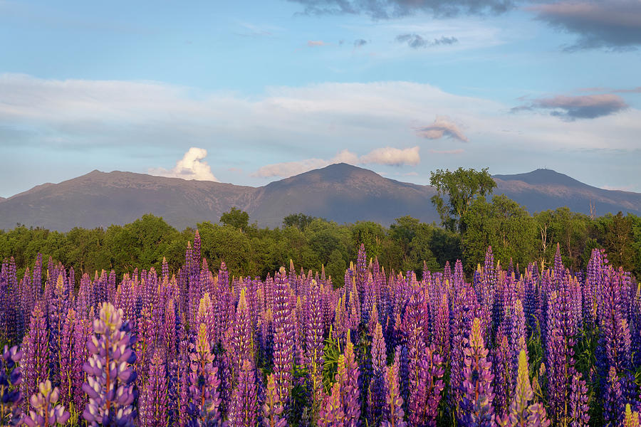 Presidential Lupine Sunset Photograph by White Mountain Images