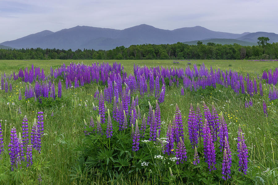 Presidential Lupine Views Photograph by White Mountain Images