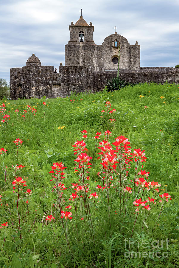 Daisy Photograph - Presidio La Bahia Wildflowers Vertical by Bee Creek Photography - Tod and Cynthia