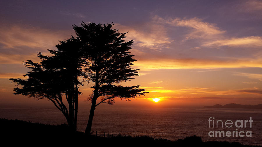 Presidio Tree Sunset  Photograph by Tony Lee
