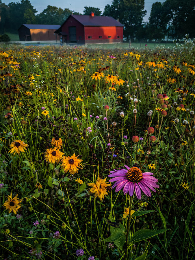Preslie Meadow Photograph by Danny Mongosa