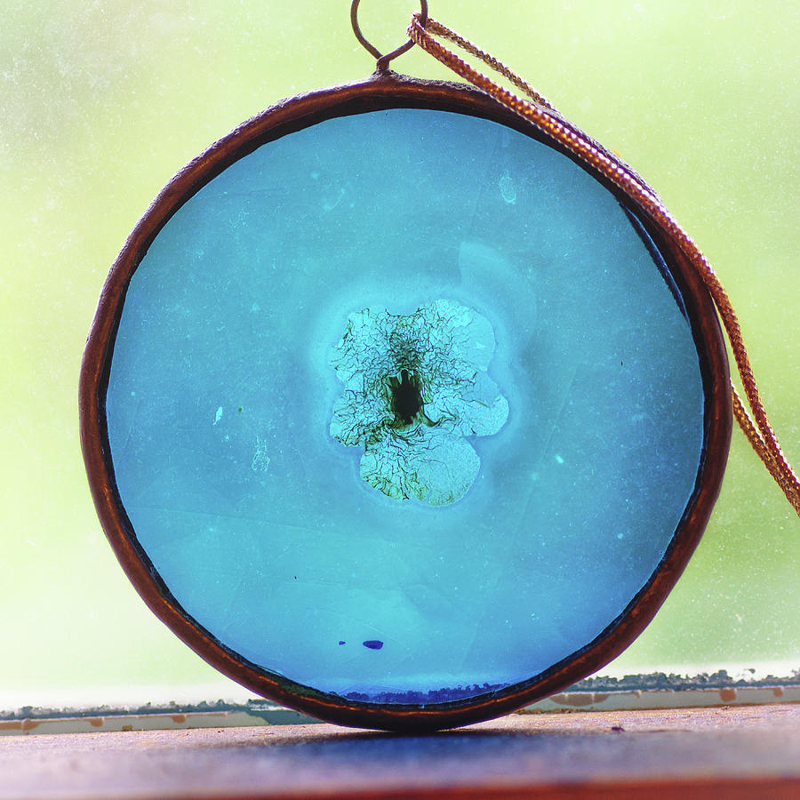 Pressed Flower In Glass Photograph by Sue Capuano