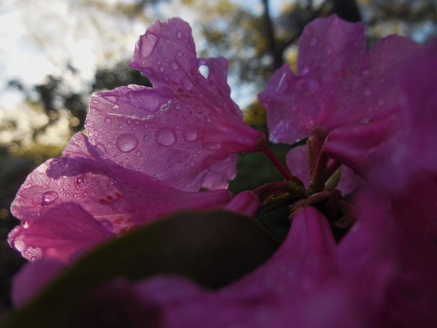 Pretty and wet azalea blossoms Photograph by Thomas Brewster
