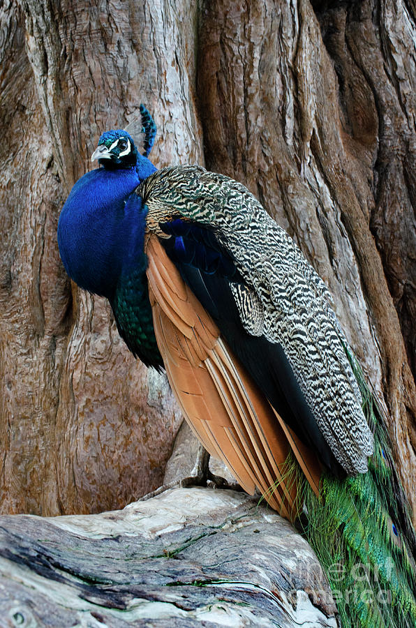 Pretty As A Peacock 2 Photograph by Bob Christopher