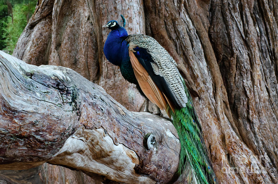 Pretty As A Peacock Photograph by Bob Christopher