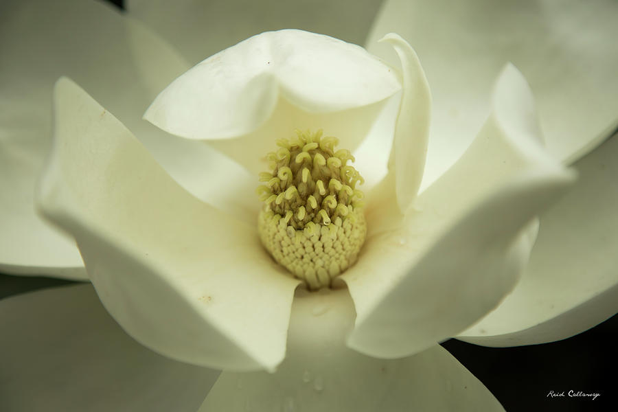 Pretty As You Please Magnolia Flower Dew Drops Art Photograph by Reid Callaway