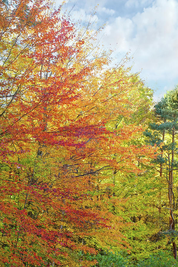 Pretty Autumn Colors Photograph by Kathi Mirto