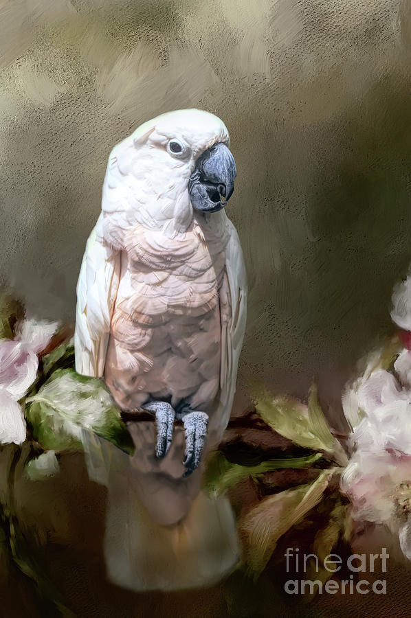 Pretty Bird Cockatoo Photograph by Ed Taylor