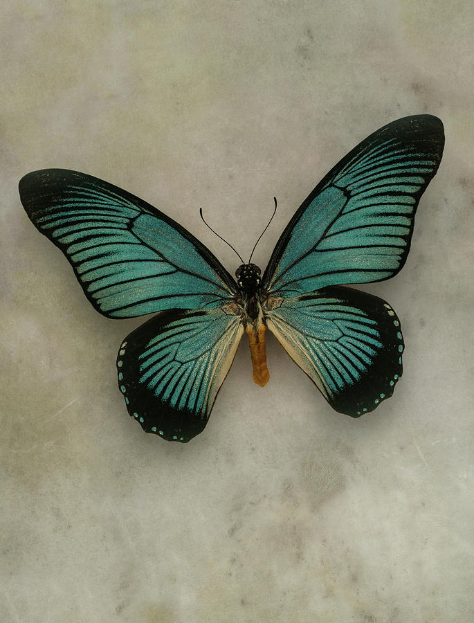 Butterfly Photograph - Great Mormon Butterfly by Jaroslaw Blaminsky