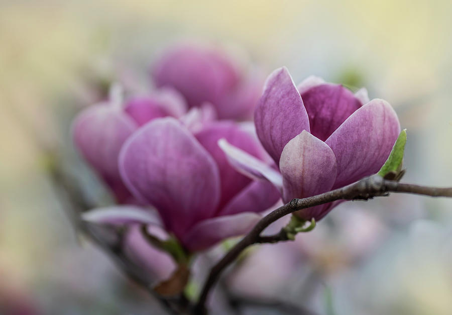 Pretty blooming magnolia Photograph by Jaroslaw Blaminsky