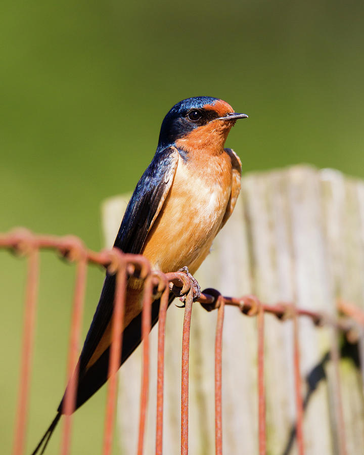 Pretty Boy - Barn Swallow Photograph by Belen Bilgic Schneider
