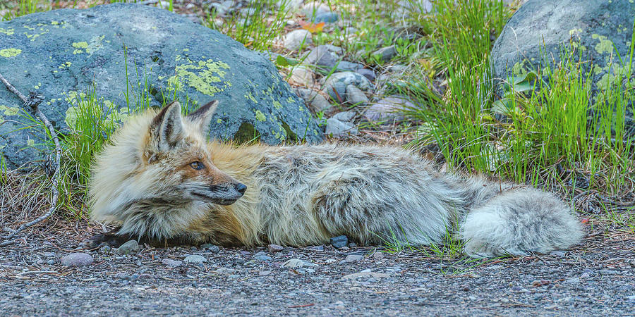 Pretty Boy Fox In Spring Photograph by Yeates Photography