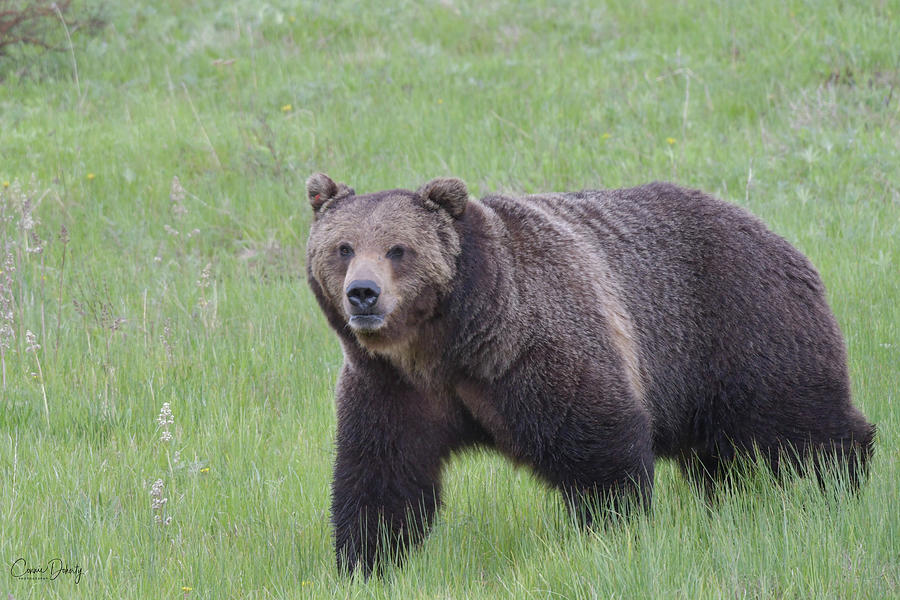 Pretty Boy Grizzly Photograph by Connie Doherty - Fine Art America