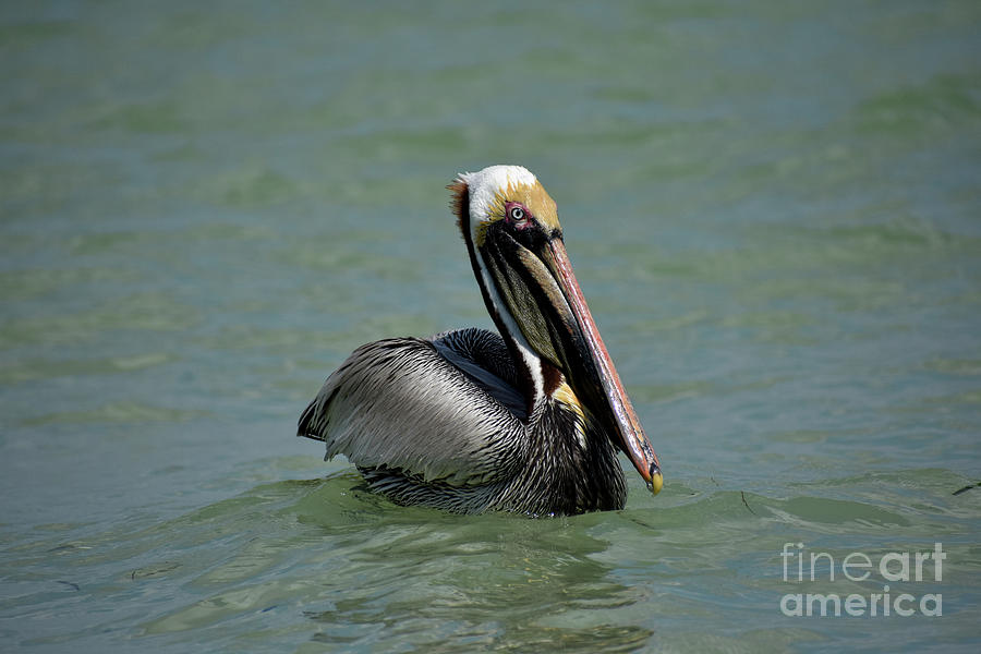 Pretty boy Photograph by Lisa King - Fine Art America