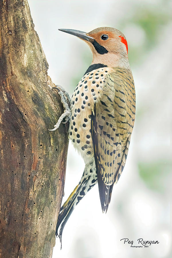 Pretty Boy Photograph by Peg Runyan - Fine Art America