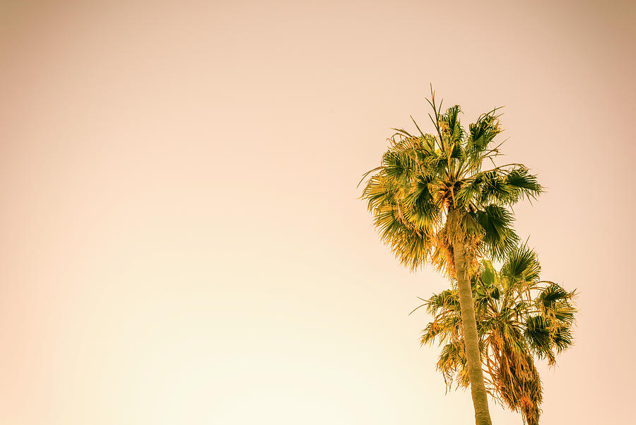 Pretty California Palm Trees Photograph by Joseph S Giacalone