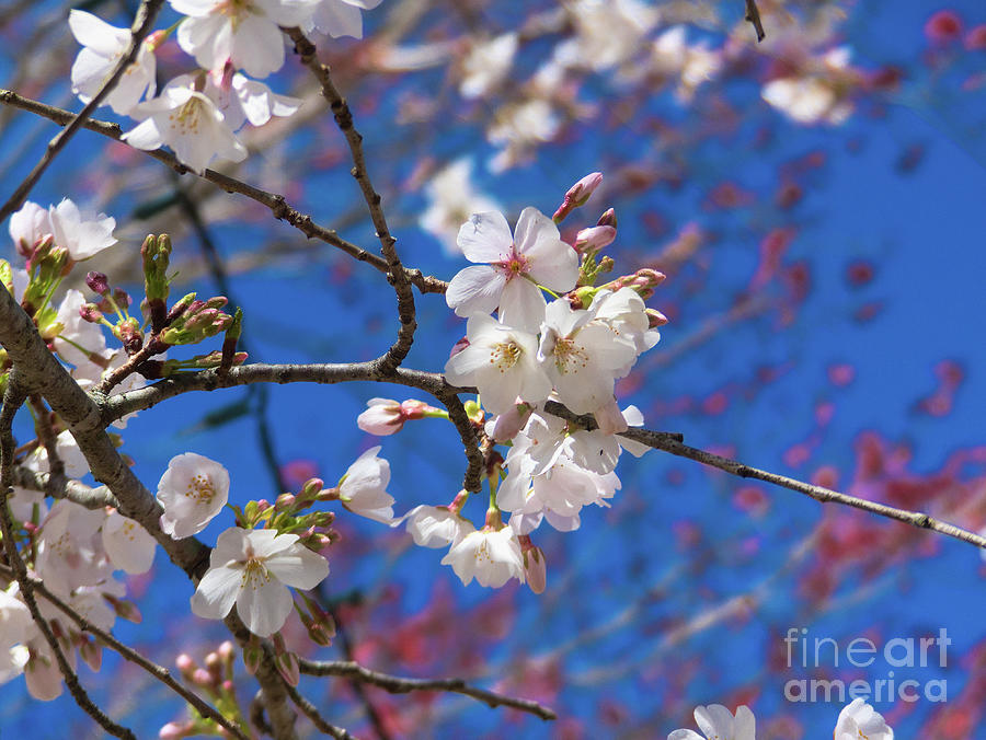 Pretty Cherry Blossoms Photograph by Amy Dundon