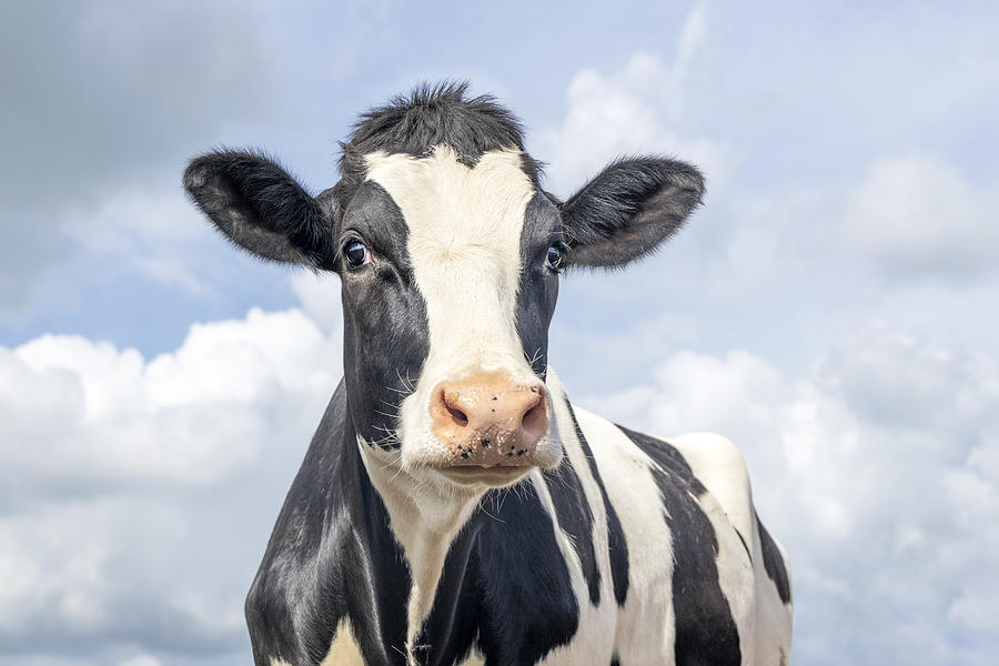 Pretty cow, black and white gentle surprised look, pink nose, in front of a blue cloudy sky Photograph by Clara Bastian