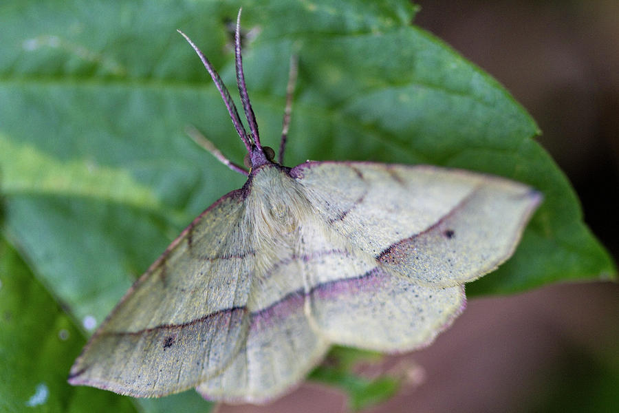 Pretty Cream and Purple Moth Photograph by Kathy Clark