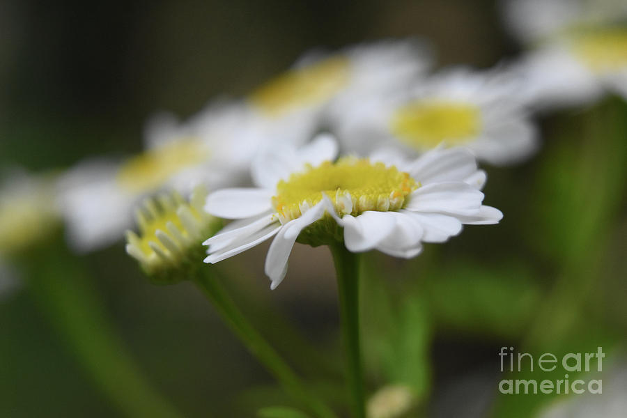 Pretty Daisy Like Flower Blossom Blooming Macro Photograph by DejaVu Designs