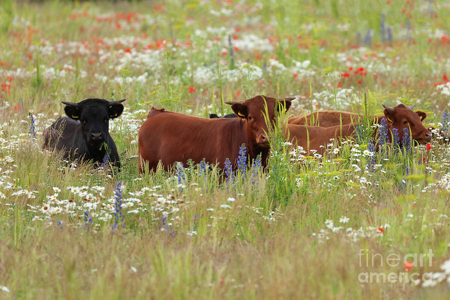 Norfolk England dexter cows in a flower meadow Photograph by Simon Bratt