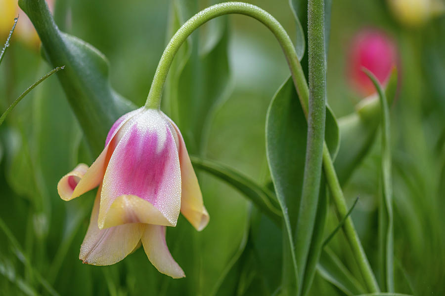 Pretty Drooping Tulip Photograph By Gail Dumaine Fine Art America   Pretty Drooping Tulip Gail Dumaine 