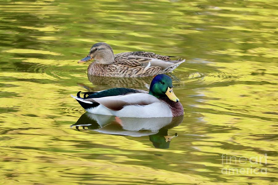 Pretty Duck Pair on Golden Pond Photograph by Carol Groenen