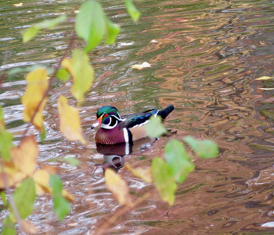 Pretty Duck Photograph by Stephanie Moore