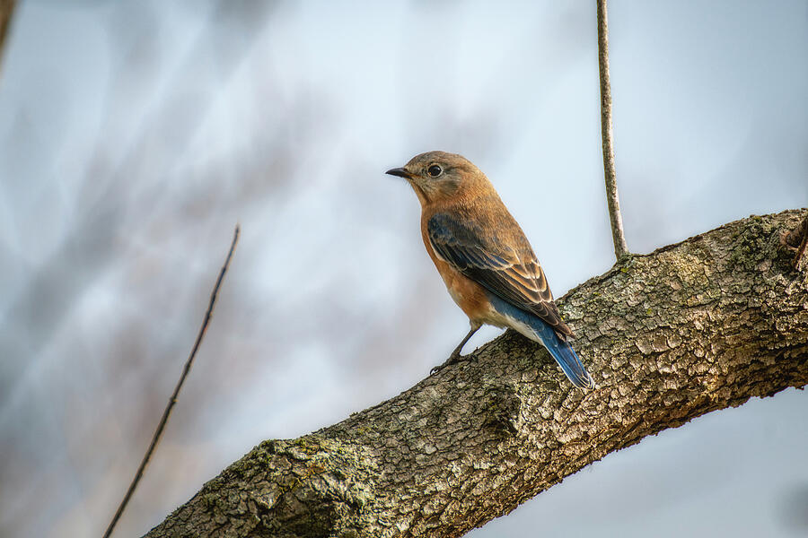 Pretty Female Eastern Bluebird Photograph by Robert J Wagner