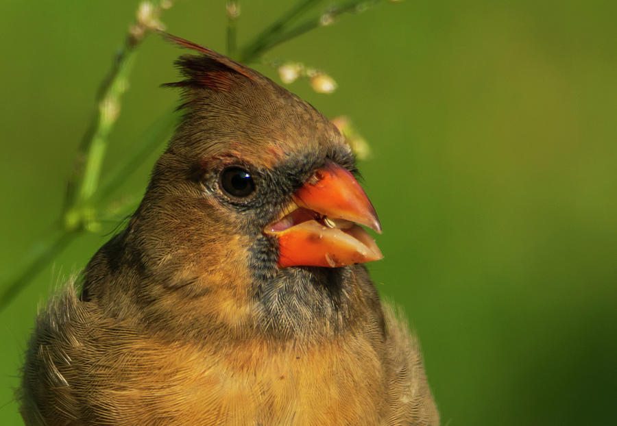 Pretty Female Song Bird Cardinal Photograph by Sandra Js