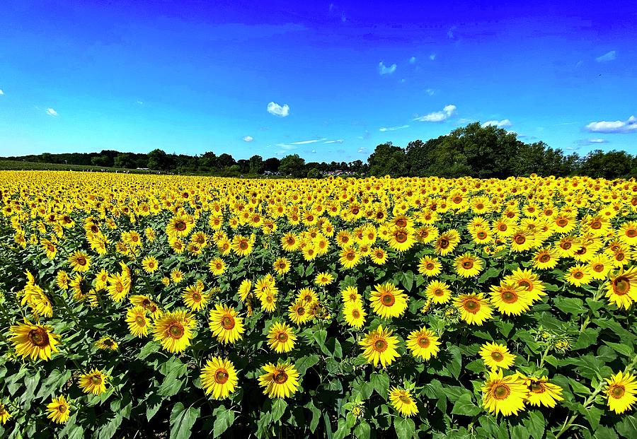 Pretty field of sunflowers Photograph by Monika Salvan