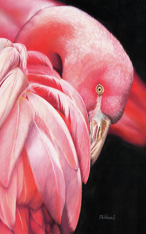 Pretty Flamingo Pastel by Peter Williams