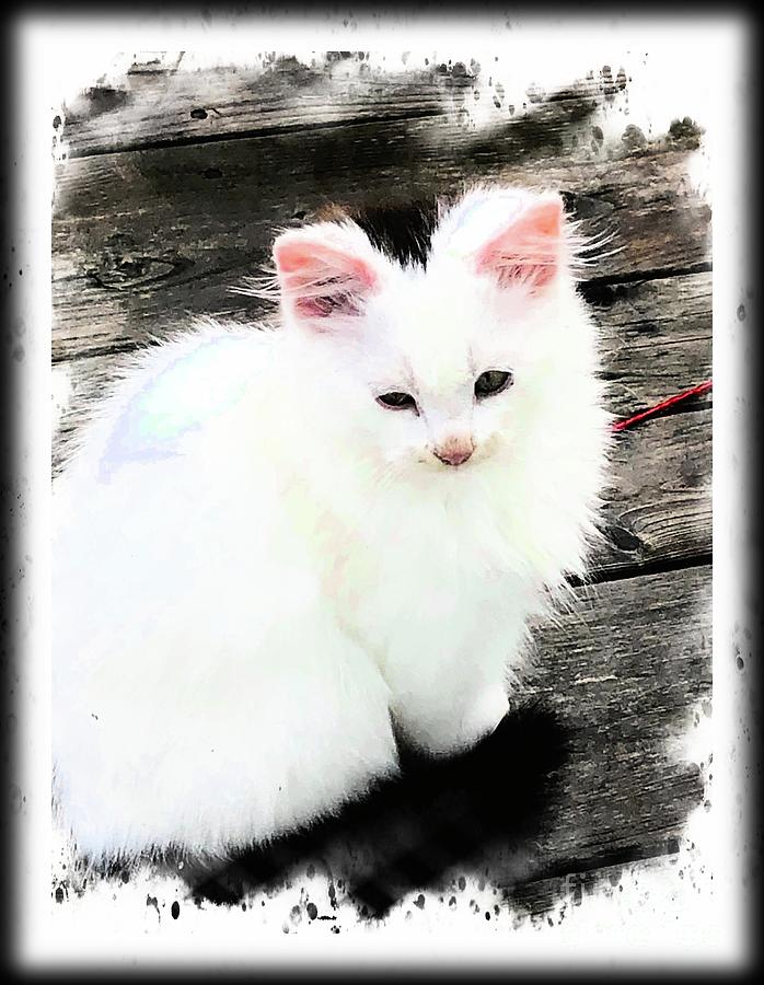 Cat Photograph - Pretty Fluffy Kitten by Barbara A Griffin