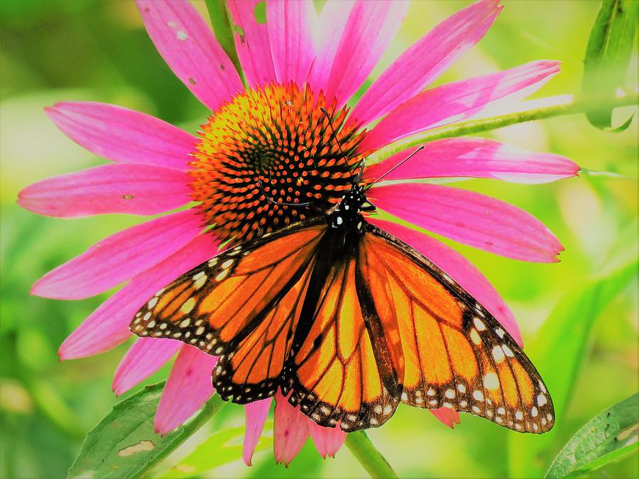 Insects Photograph - Pretty Flutterby  by Lori Frisch