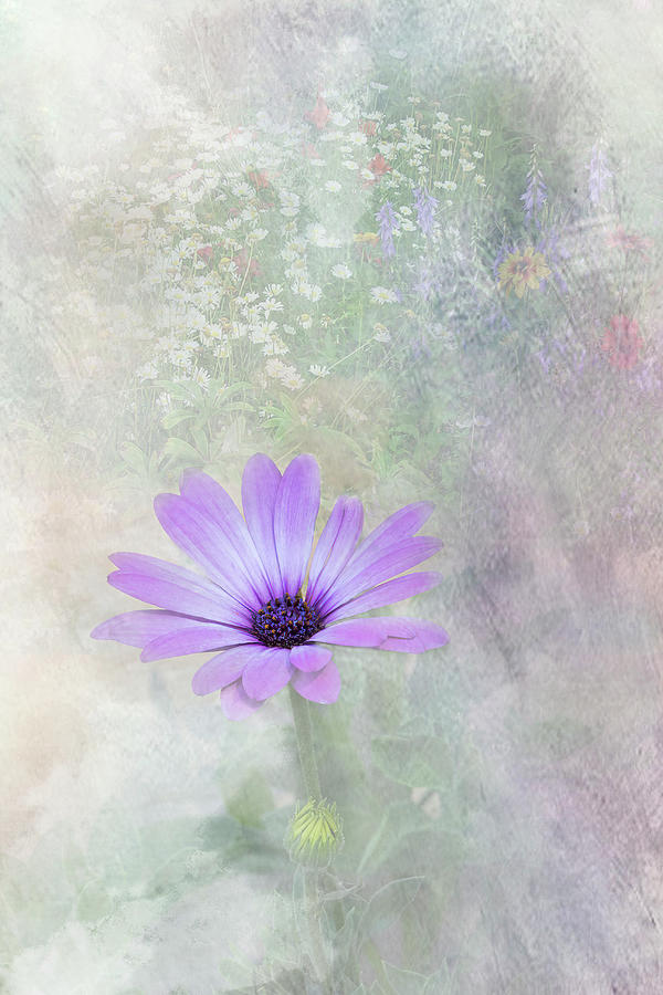 Pretty Garden African Daisy Photograph by Patti Deters