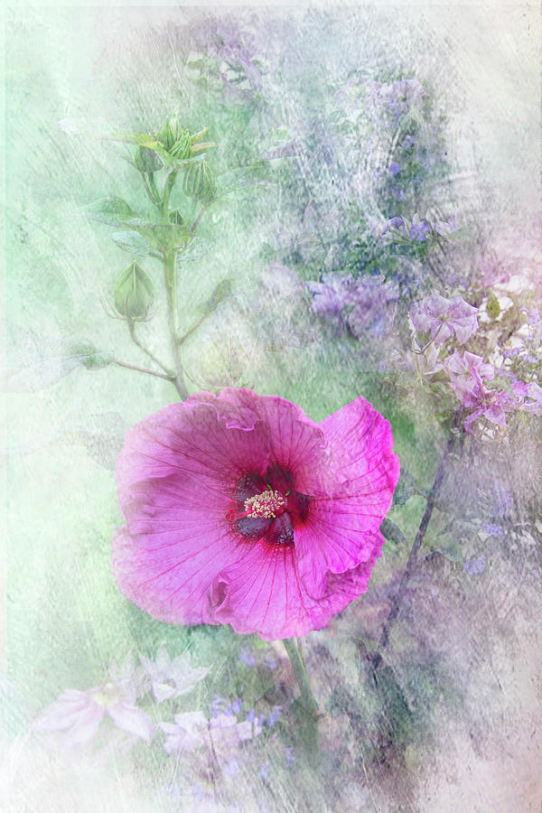 Pretty Garden Hibiscus Photograph by Patti Deters