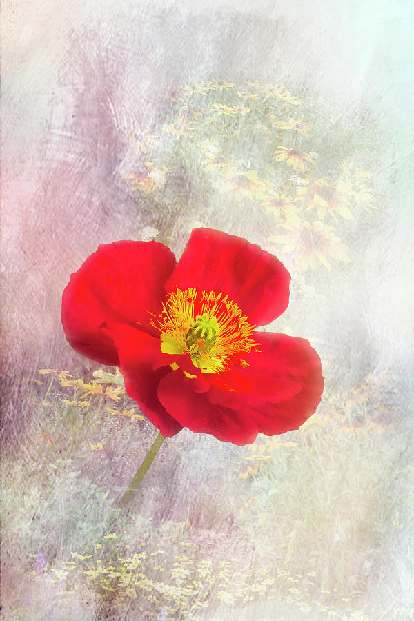 Pretty Garden Red Poppy Photograph by Patti Deters