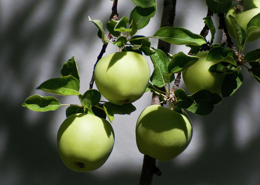 Pretty Green Apples Photograph by Janis Knight
