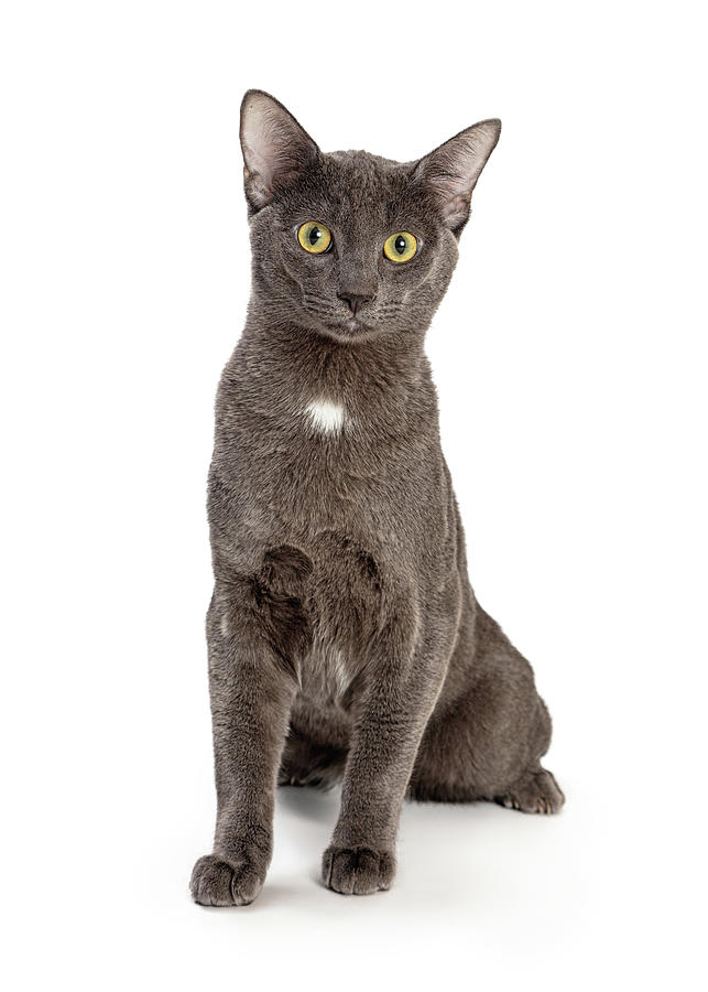 Pretty Grey Kitty Sitting on White Photograph by Good Focused
