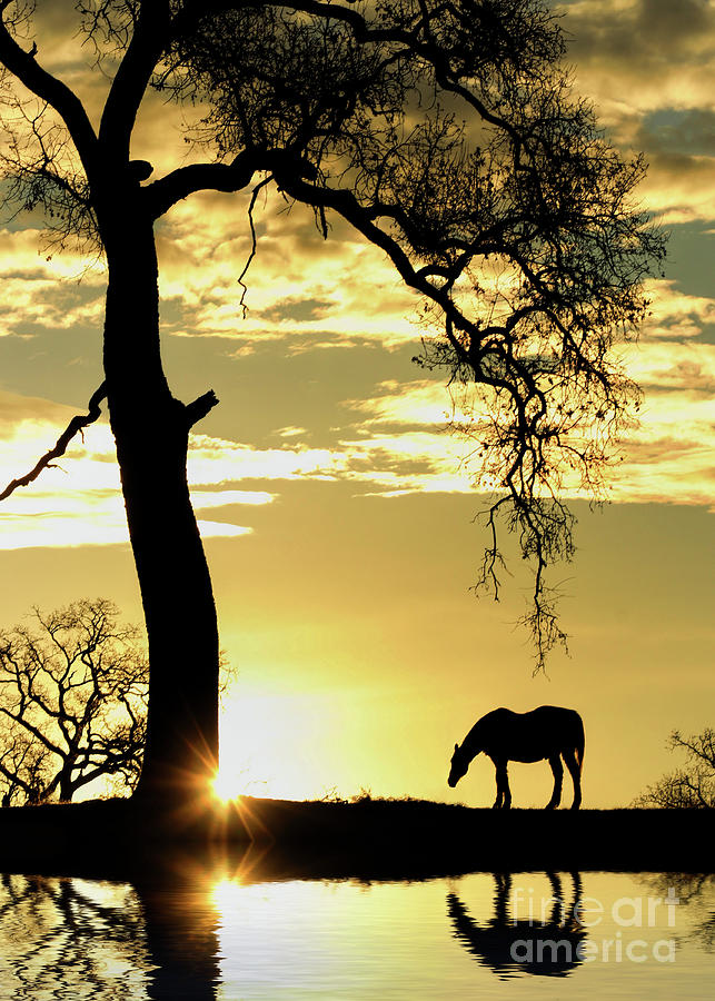 Pretty Horse and Oak  Tree in Sunrise by a Pond Photograph by Stephanie Laird