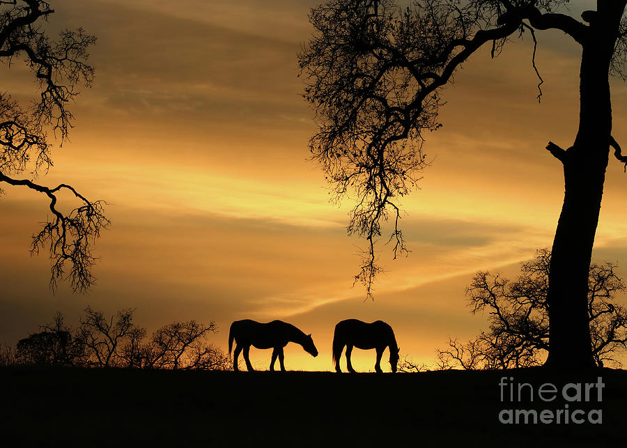 Pretty Horses and Oak Trees In Sunrise Photograph by Stephanie Laird