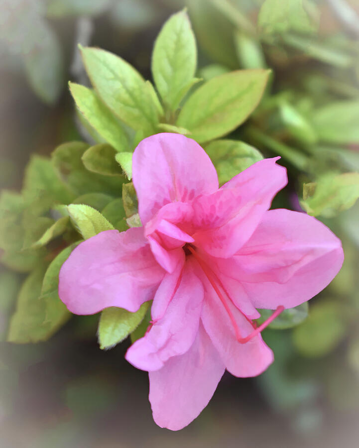 Pretty in Pink 3 Photograph by Roberta Byram Pretty in Pink 3 Photograph by Roberta Byram