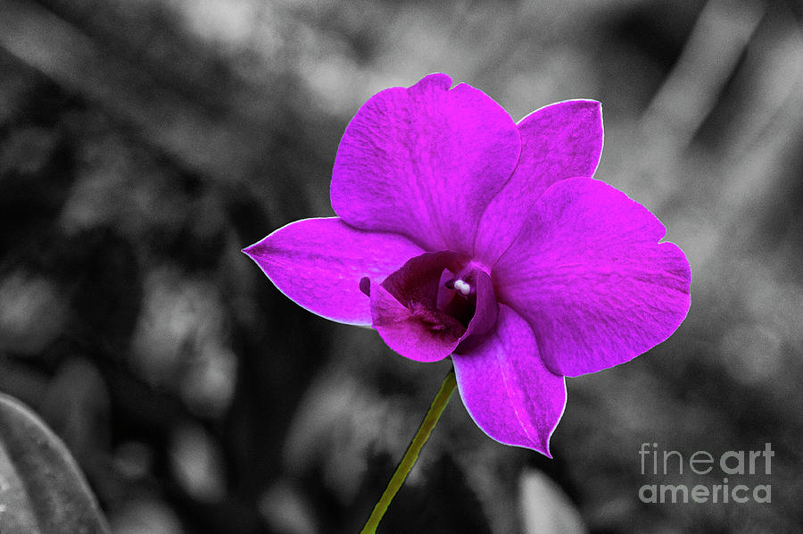 Orchid Photograph - Pretty in Pink 4 by Bob Phillips