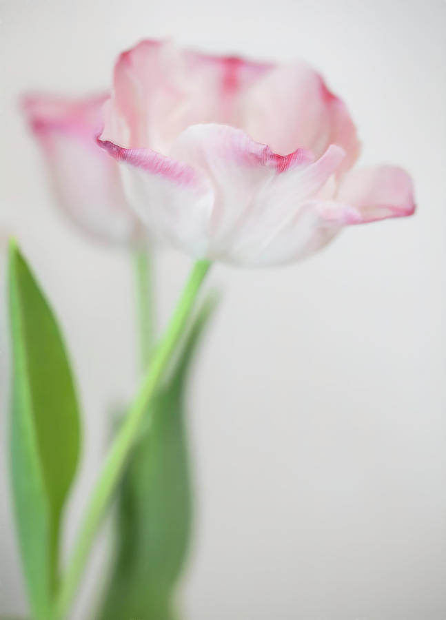 Pretty in Pink and White Photograph by Teresa Wilson